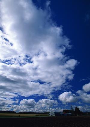 堺で樹木葬をしてくれる霊園はどこか