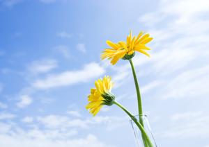 403 Forbiddenエラーの原因と対処法｜ウェブサイトのアクセス制限を理解しよう